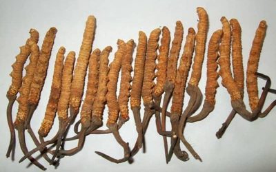Yarsagumba An Ayurvedic Herb | Caterpillar Fungus Or Biological Gold & Its Benefits