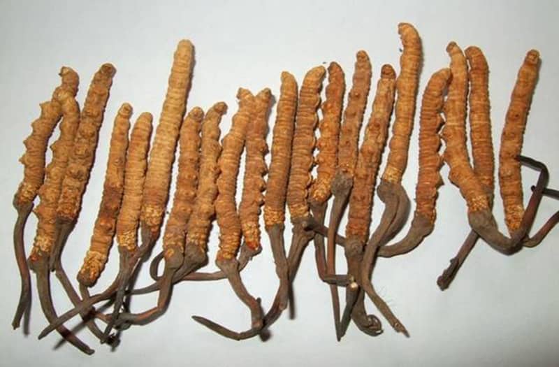Yarsagumba An Ayurvedic Herb | Caterpillar Fungus Or Biological Gold & Its Benefits